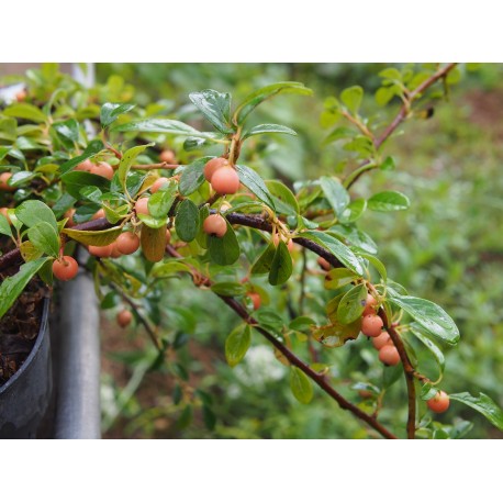 Cotoneaster dammeri 'Miranda'