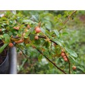 Cotoneaster dammeri 'Miranda'