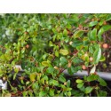 Cotoneaster dammeri 'Miranda'