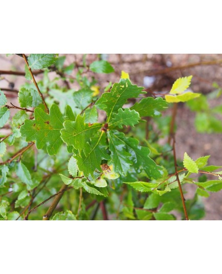 Quercus robur