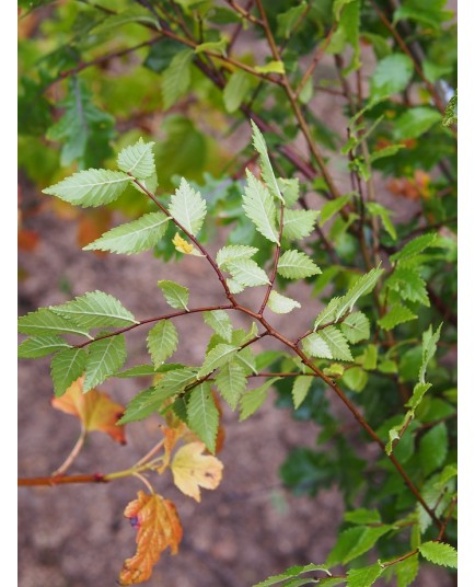 Ulmus minor