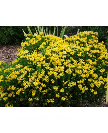 Genista hispanica - genêts d'Espagne,