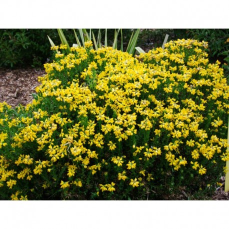 Genista hispanica - genêts d'Espagne,