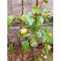 Pyrus communis subsp. pyraster