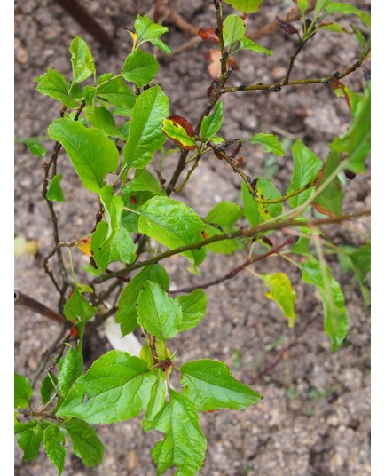 Malus sylvestris