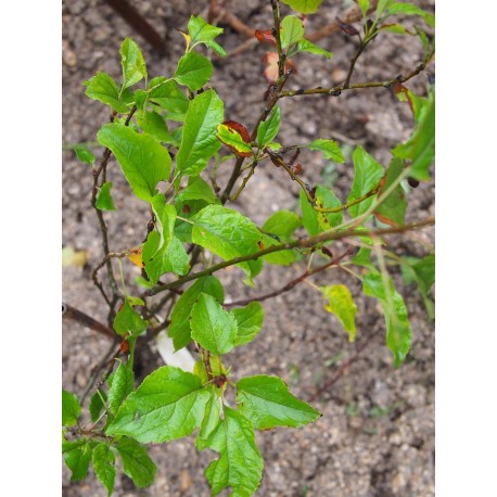 Malus sylvestris