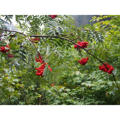 Sorbus aucuparia