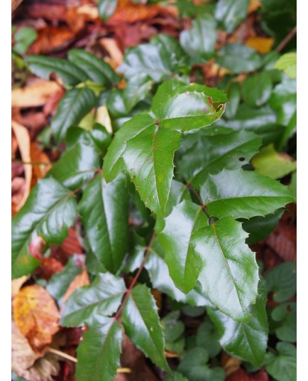 Mahonia aquifolium 'Green Ripple'