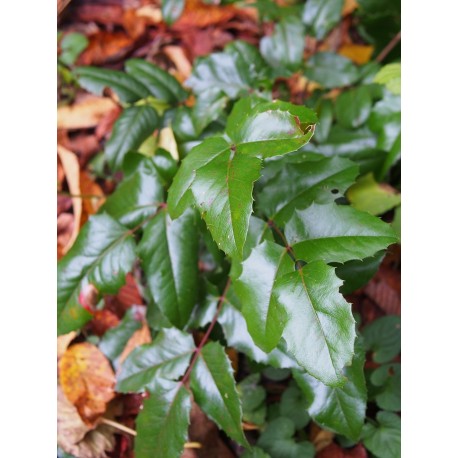 Mahonia aquifolium 'Green Ripple'