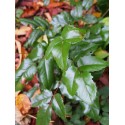 Mahonia aquifolium 'Green Ripple'