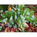 Mahonia aquifolium 'Green Ripple'