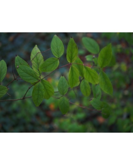 Deutzia parviflora var amurensis