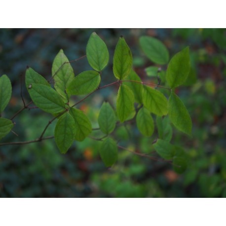 Deutzia parviflora var amurensis