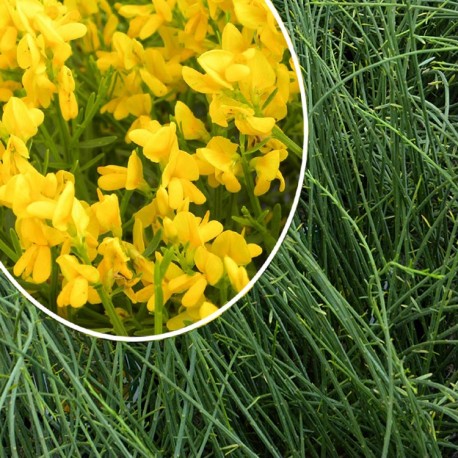 Genista lydia - genêts d'Afghanistan, genêt de Lydie