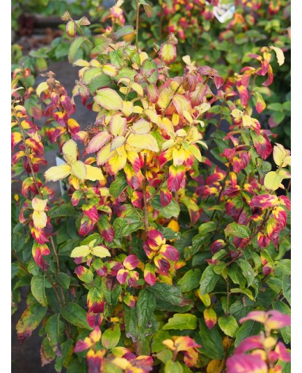 Parrotia persica 'Persian Spire'® - arbres de fer