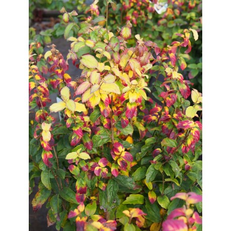 Parrotia persica 'Persian Spire'® - arbres de fer