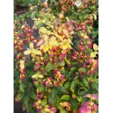 Parrotia persica 'Persian Spire'® - arbres de fer