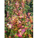 Parrotia persica 'Persian Spire'® - arbres de fer