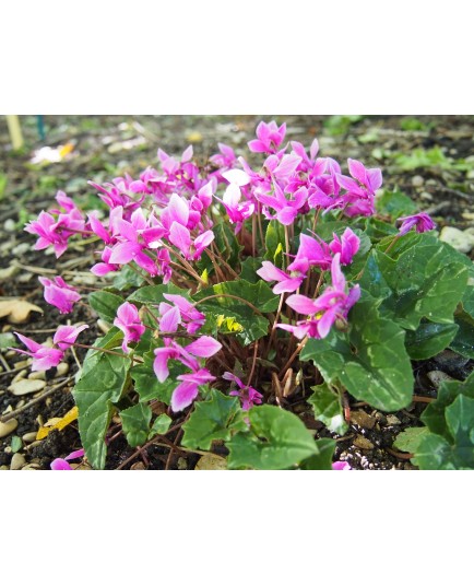 Cyclamen hederifolium 'Silver Purple Strain'