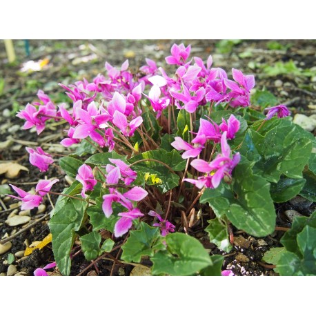 Cyclamen hederifolium 'Silver Purple Strain'