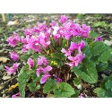 Cyclamen hederifolium 'Silver Purple Strain'