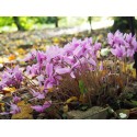 Cyclamen hederifolium 'Silver Purple Strain'