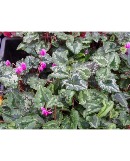 Cyclamen hederifolium 'Rosenteppich'