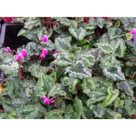 Cyclamen hederifolium 'Rosenteppich'