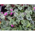 Cyclamen hederifolium 'Rosenteppich'