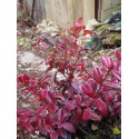 Trachelospermum jasminoides 'Winter Ruby' ®