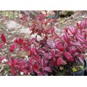 Trachelospermum jasminoides 'Winter Ruby' ®
