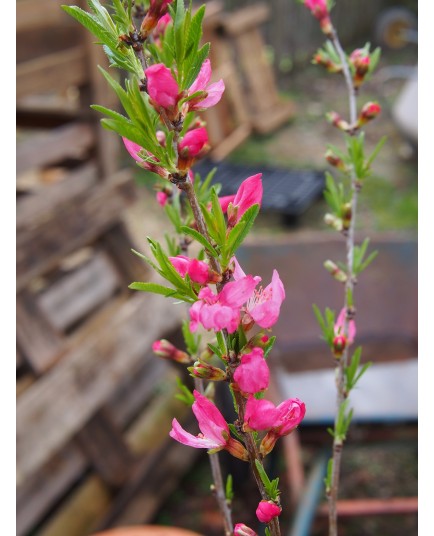 Prunus 'Comet'