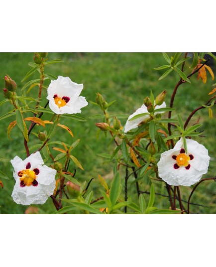 Cistus x purpureus 'Alan Fradd'