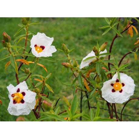 Cistus x purpureus 'Alan Fradd'
