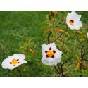 Cistus x purpureus 'Alan Fradd'