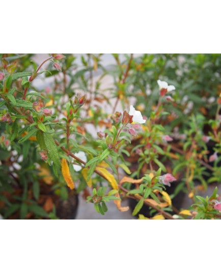 Cistus x florentinus
