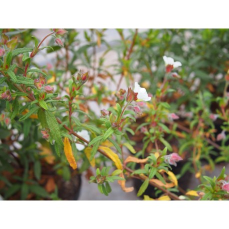 Cistus x florentinus