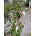 Cistus x florentinus