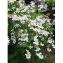 Philadelphus 'Galahad' - seringat