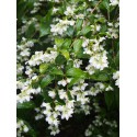 Philadelphus 'Galahad' - seringat