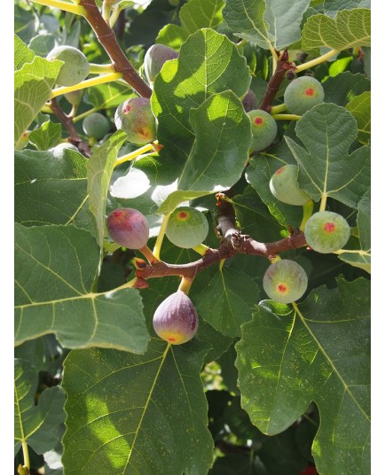 Ficus carica 'Pastilière'