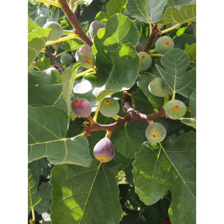 Ficus carica 'Pastilière'