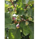 Ficus carica 'Pastilière'