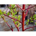 Salix daphnoides 'Super Puss'