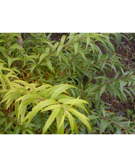 Salix lasiandra