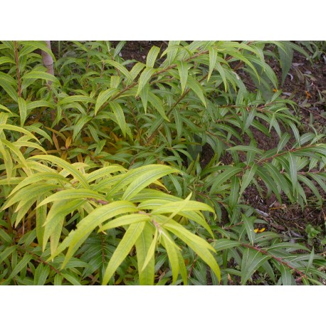 Salix lasiandra