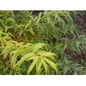 Salix lasiandra