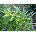 Salix lasiandra