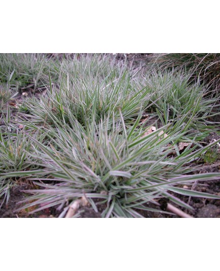 Arrhenaterum elatius subsp bulbosum 'Variegatum'