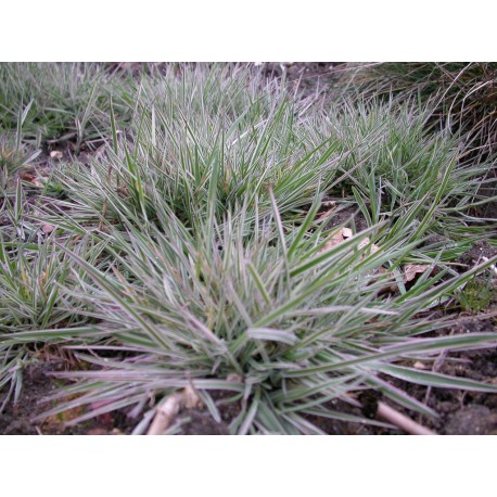 Arrhenaterum elatius subsp bulbosum 'Variegatum'